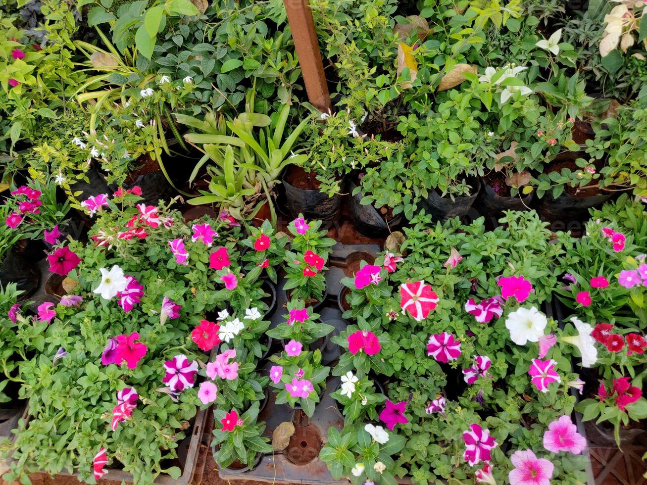 Beautiful small flower and important commercial plants in a Nursery for sale photo