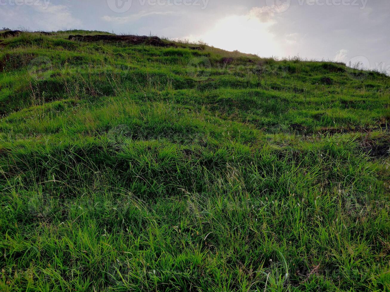 The top of a hill is covered in green grass. photo
