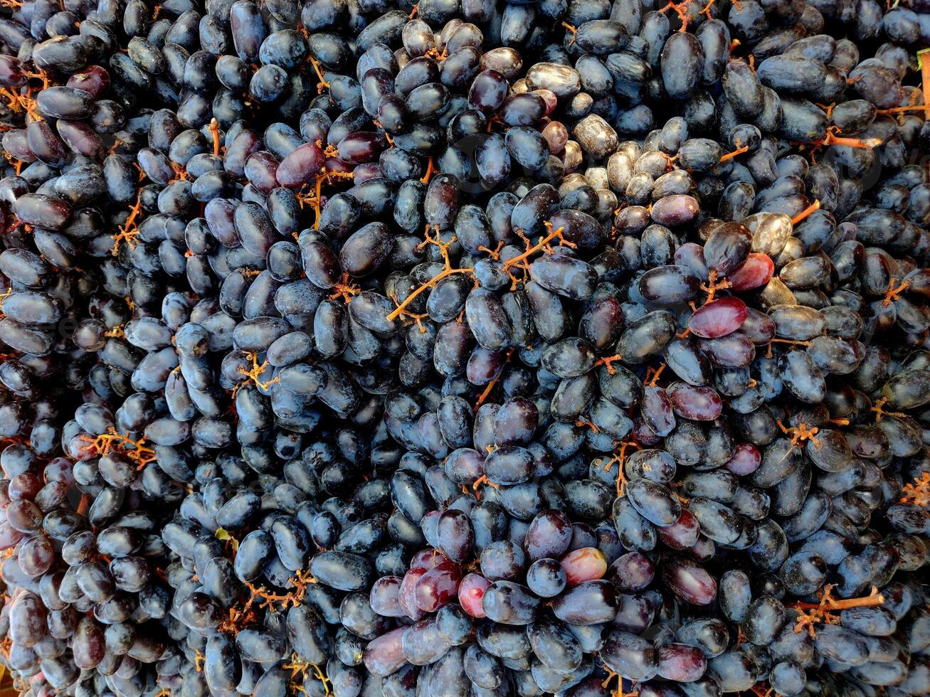 Black grapes, known for their velvety colour Vitis vinifera, grape is a fruit, botanically a berry, of the deciduous woody vines of the flowering plant genus Vitis. photo
