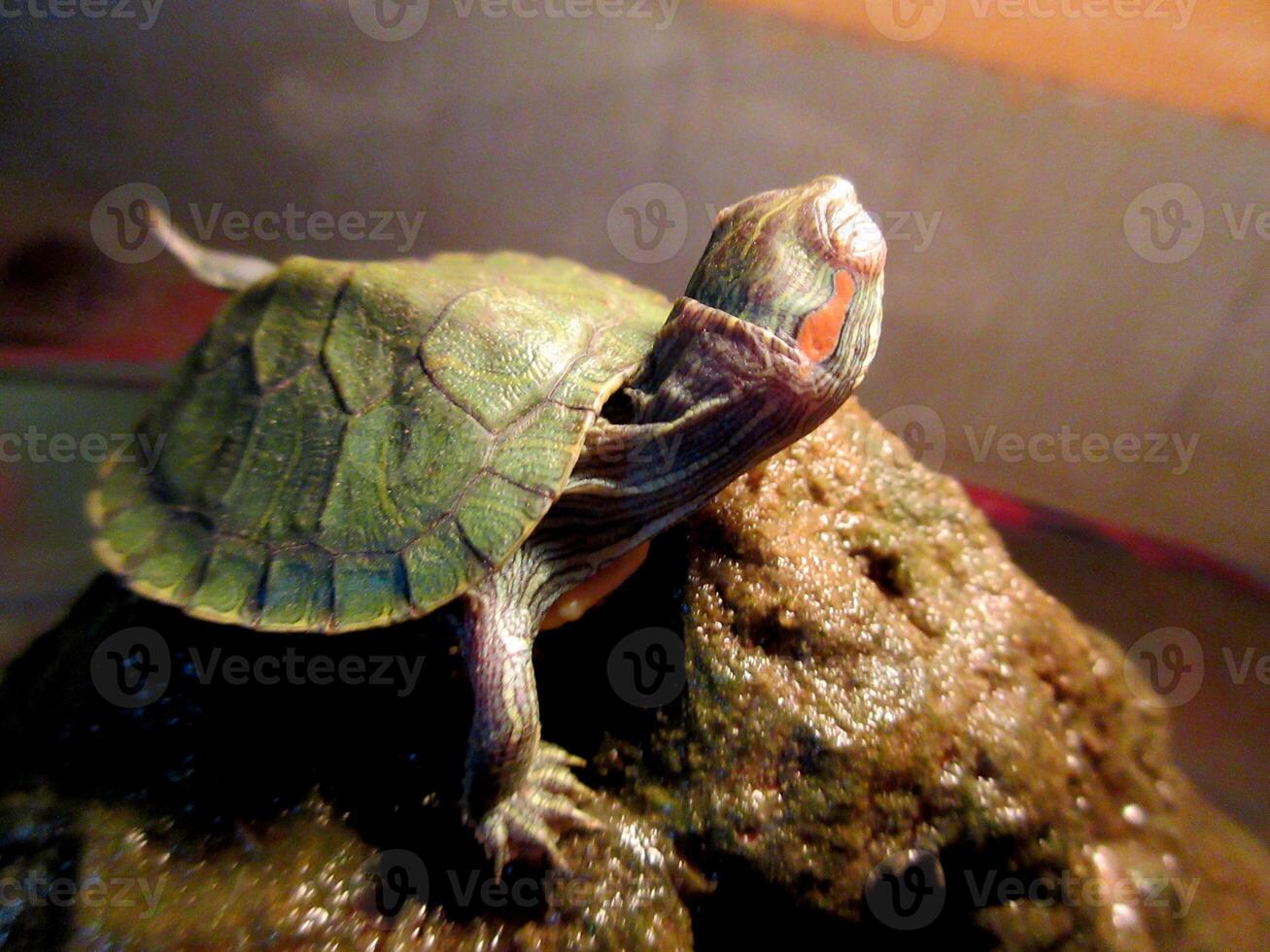 Small turtle basking on a stone with one leg raised in air photo
