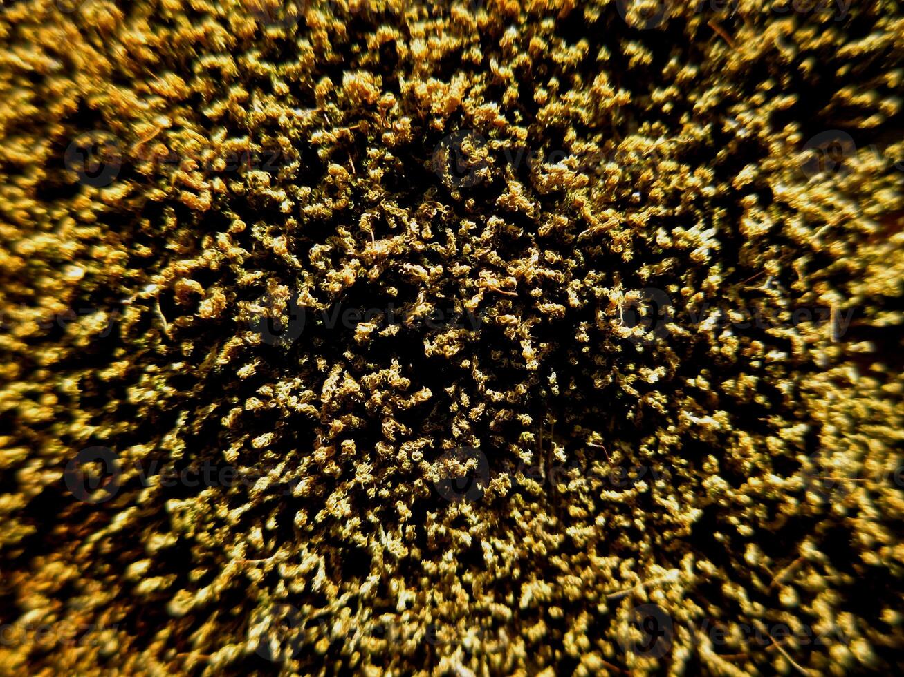 Dried moss formed on a red brick wall photo