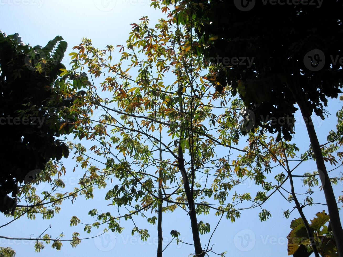 Hardwood farming Swietenia mahagoni commonly known as American mahogany, Cuban mahogany, small-leaved mahogany, and West Indian mahogany and Teak tropical hardwood tree species in the family Lamiaceae photo