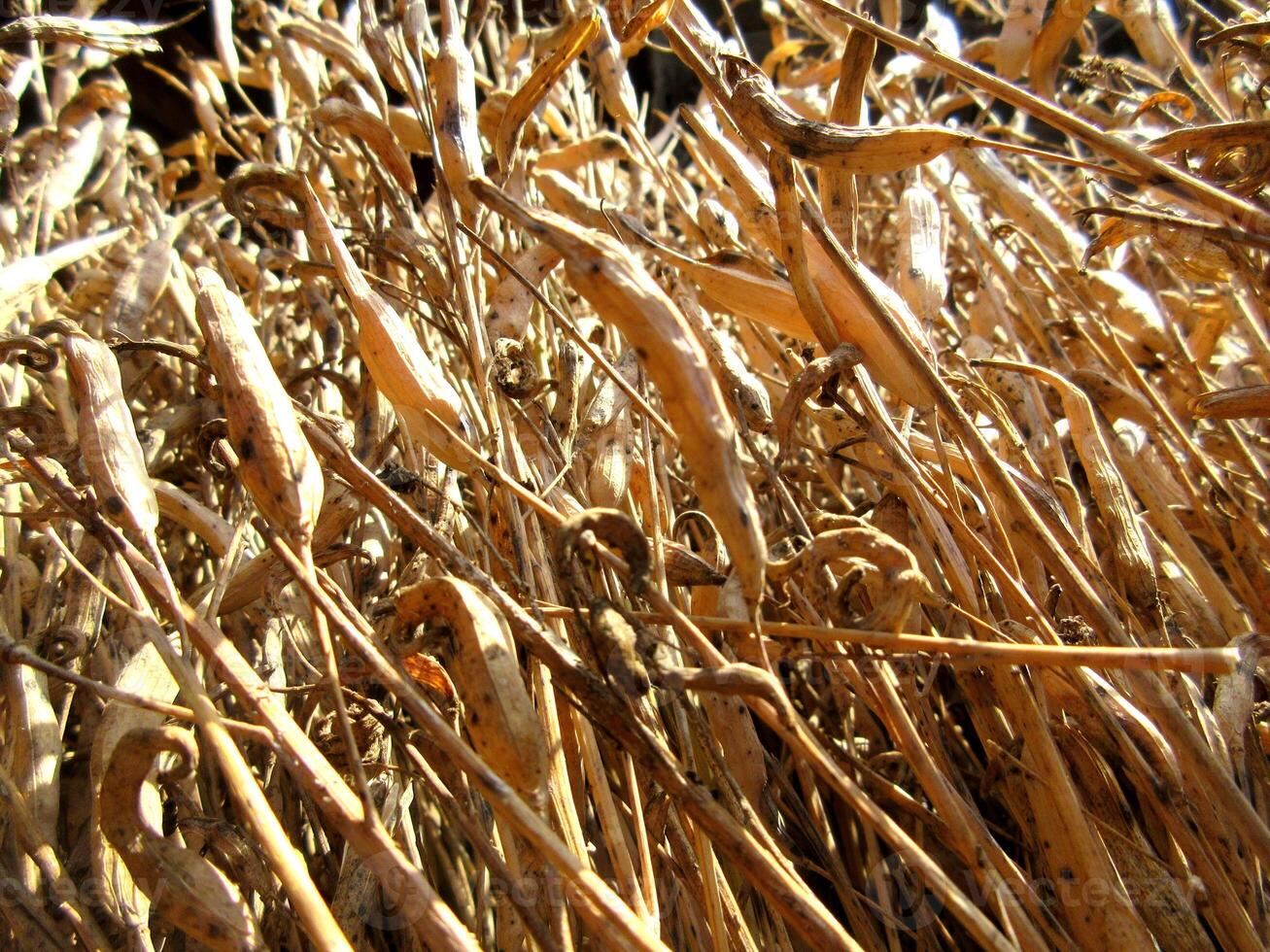 Harvested Mustard plant and collected together Mustard pod to process further photo