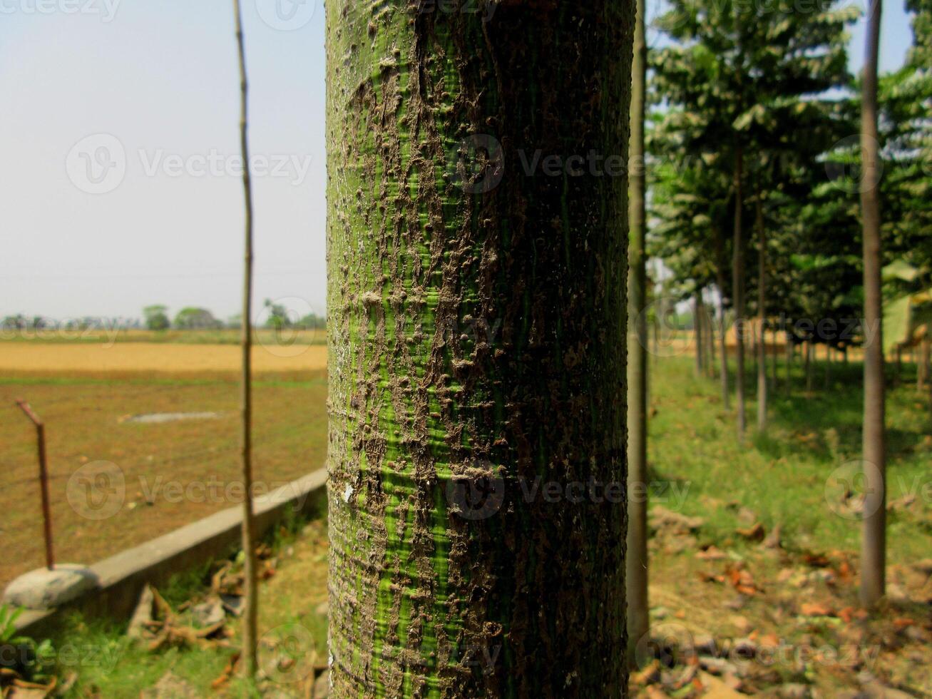 Hardwood farming Swietenia mahagoni commonly known as American mahogany, Cuban mahogany, small-leaved mahogany, and West Indian mahogany and Teak tropical hardwood tree species in the family Lamiaceae photo