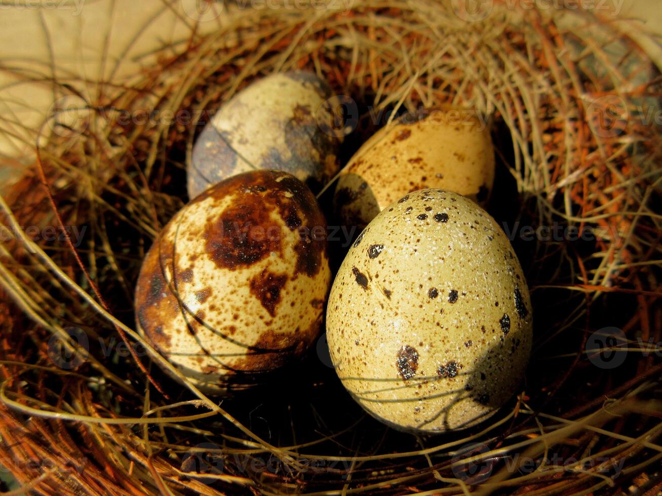 Tiny eggs Common quail bird eggs inside a nest, Quail eggs are considered a delicacy in many parts of the world photo