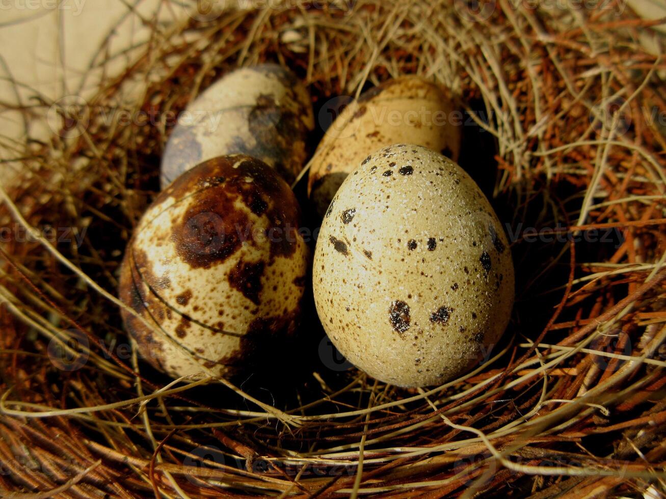 Tiny eggs Common quail bird eggs inside a nest, Quail eggs are considered a delicacy in many parts of the world photo