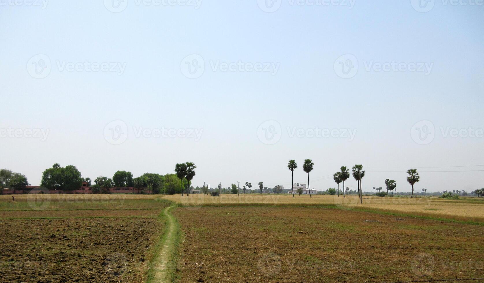 Seed Sowing process completed in-plane farmland situated in northern planes of India photo