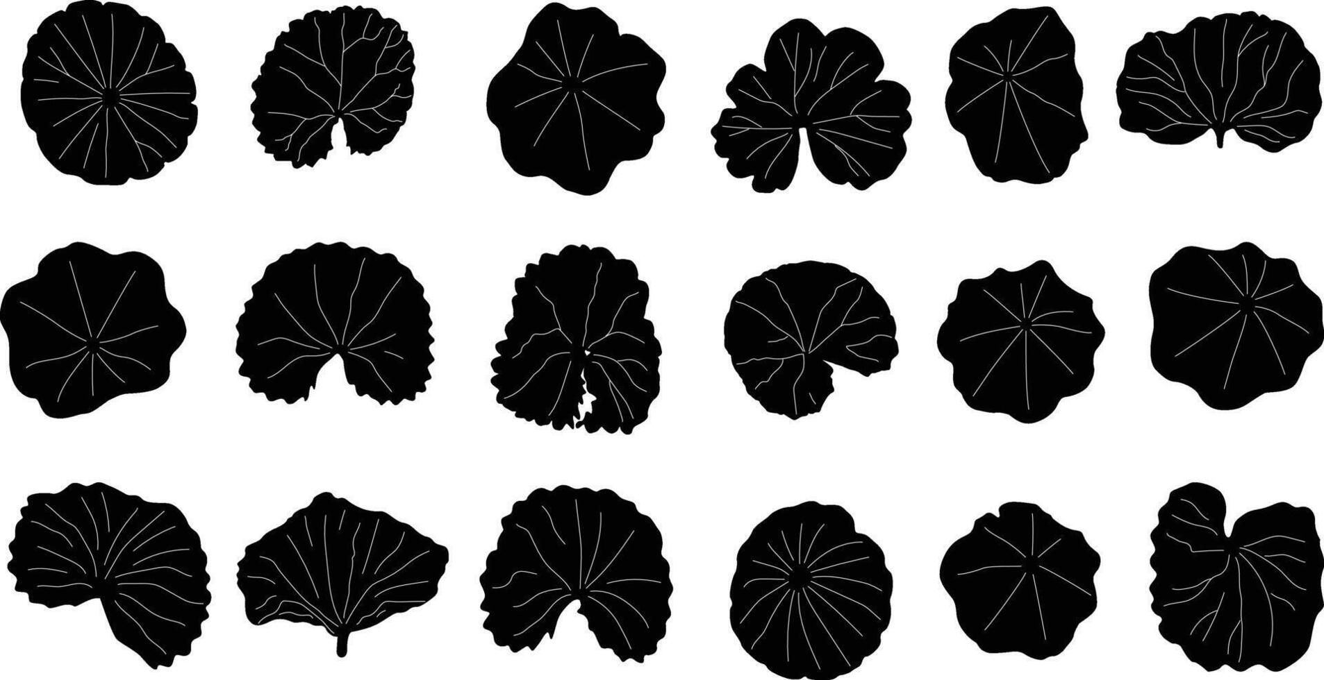 gotu kola leaf vector