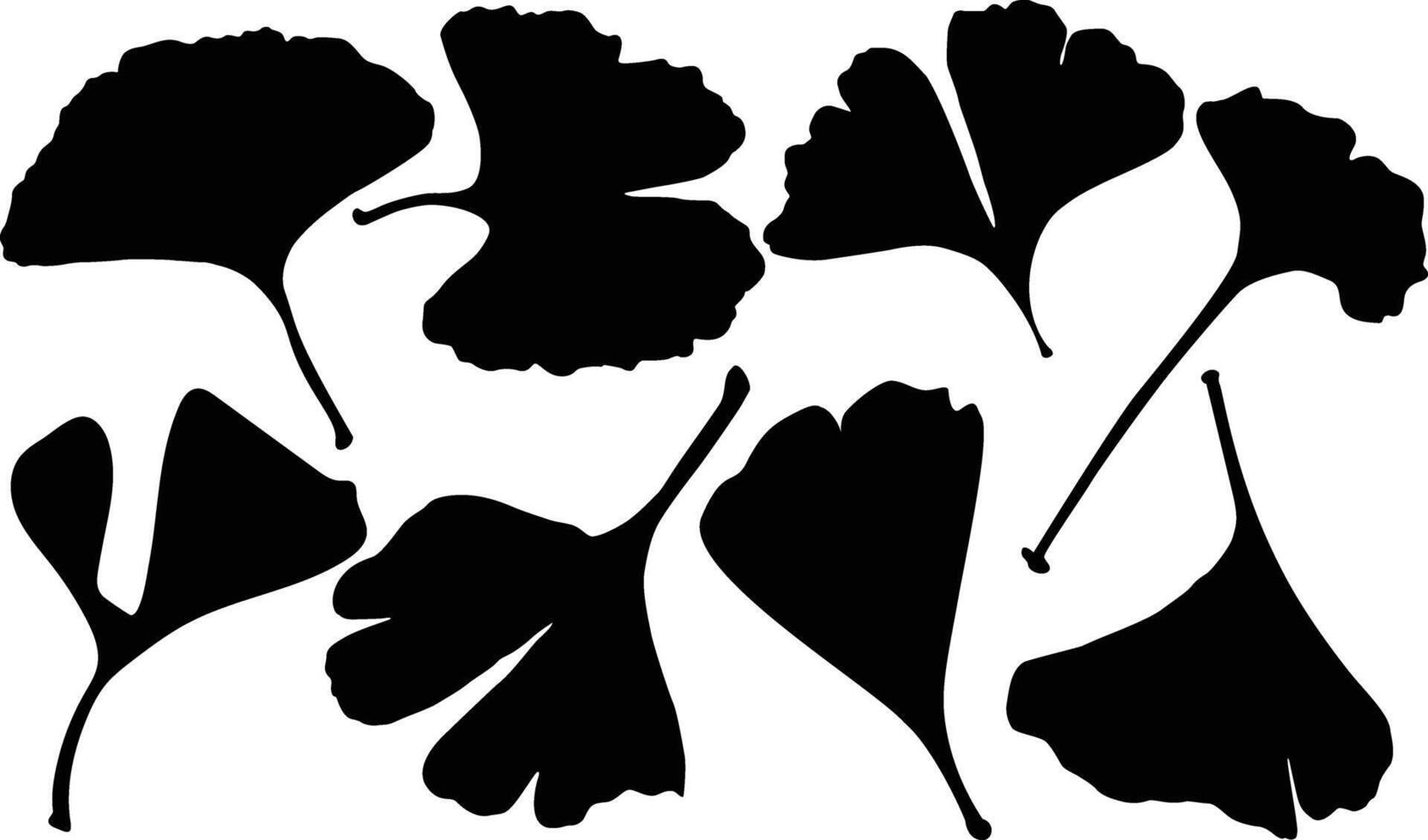 Ginkgo Biloba Leaves vector
