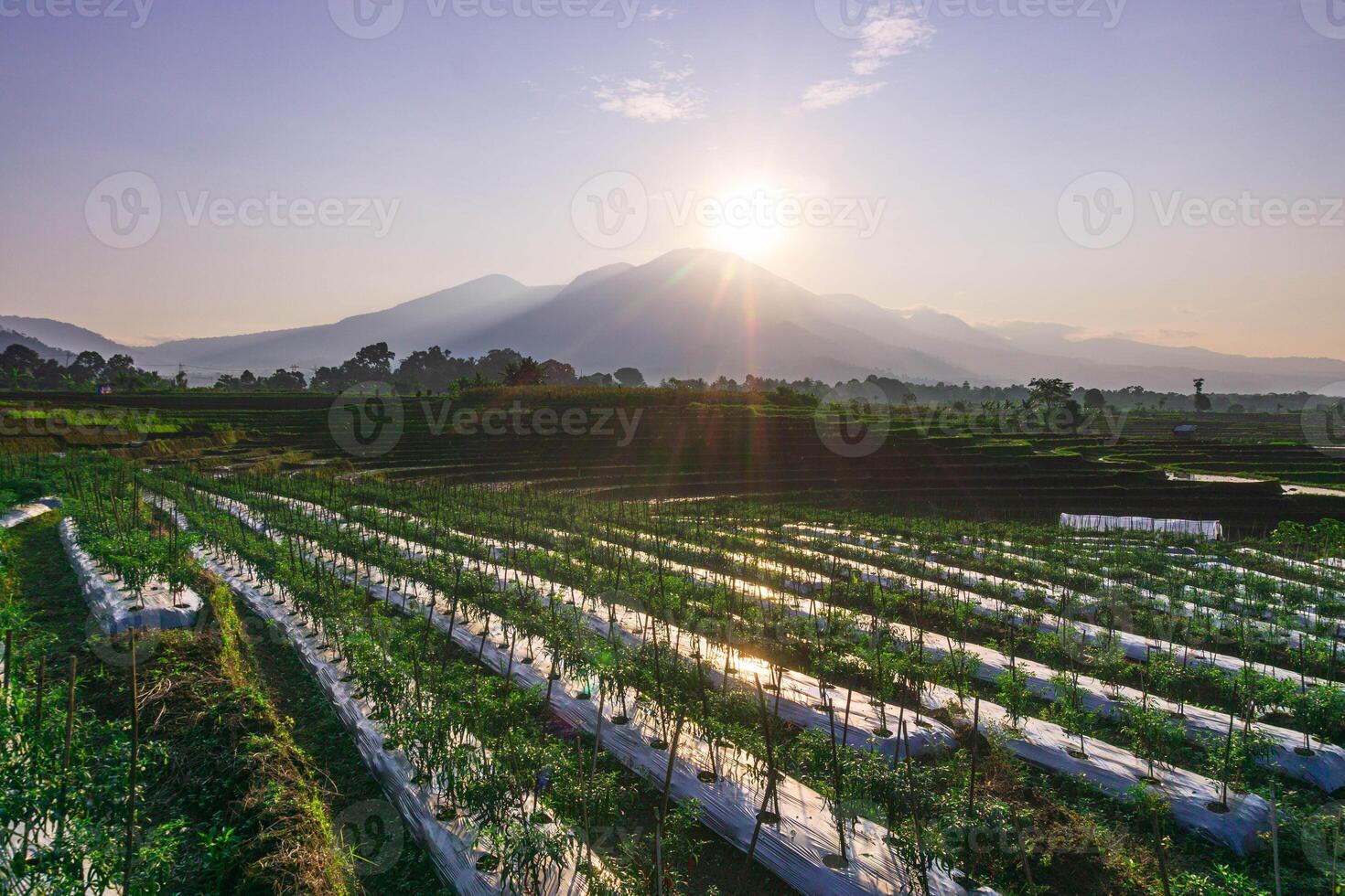 Beautiful morning view indonesia, Panorama Landscape paddy fields with beauty color and sky natural light photo