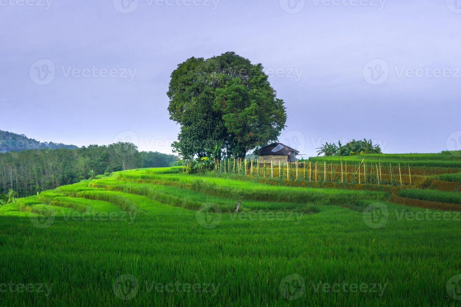 beautiful morning view from Indonesia of mountains and tropical forest photo