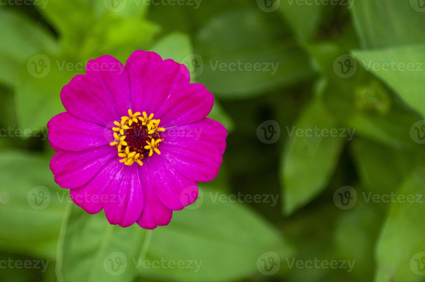 Top view of maroon color lily flower with customizable space for text or message. photo