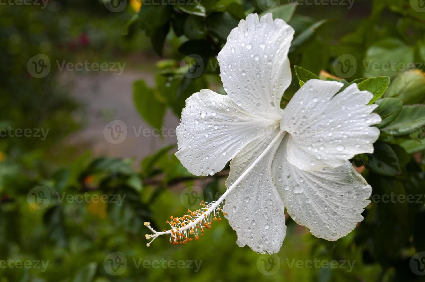 Close up of white hibiscus taken after rainy day with customizable space for text. Flora concept. photo