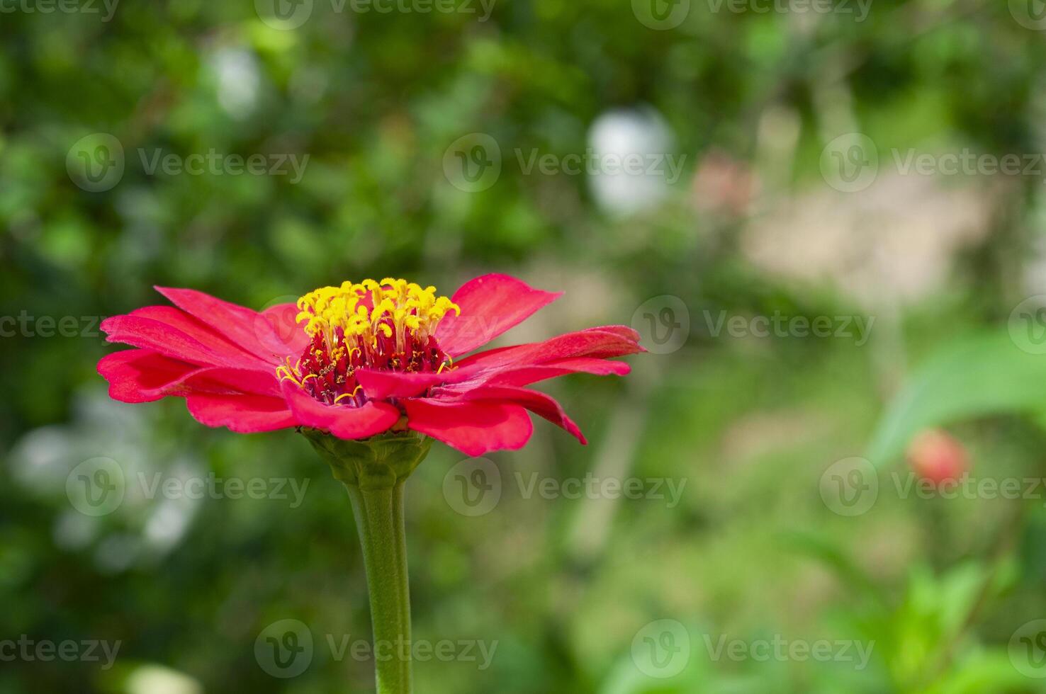 Side view of red color lily flower with customizable space for text or message photo
