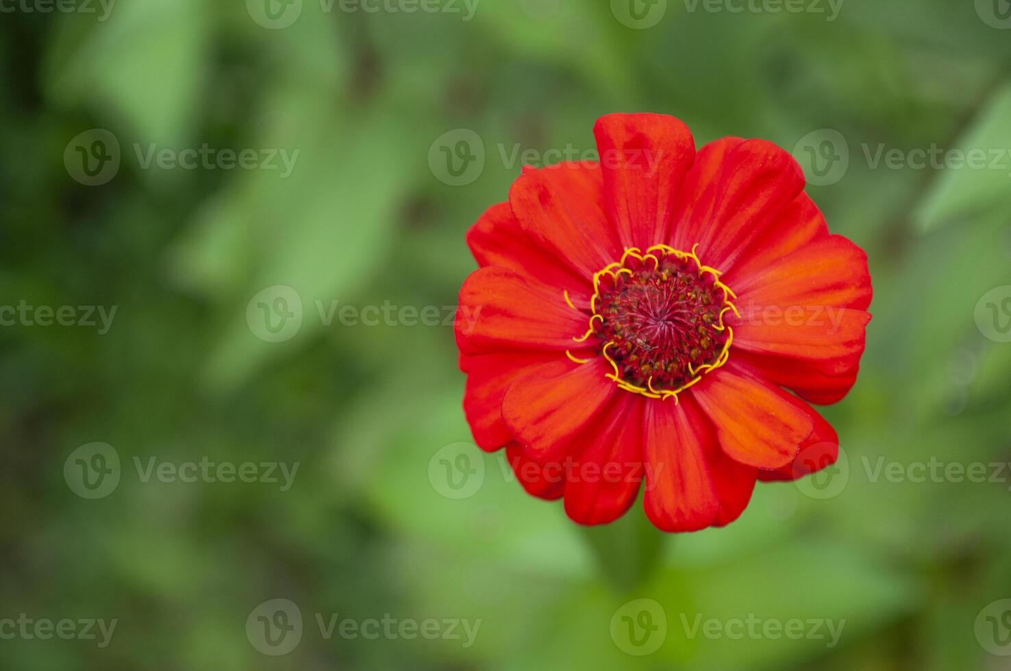 Top view of red lily with customizable space for text or message. Flora concept and copy space photo