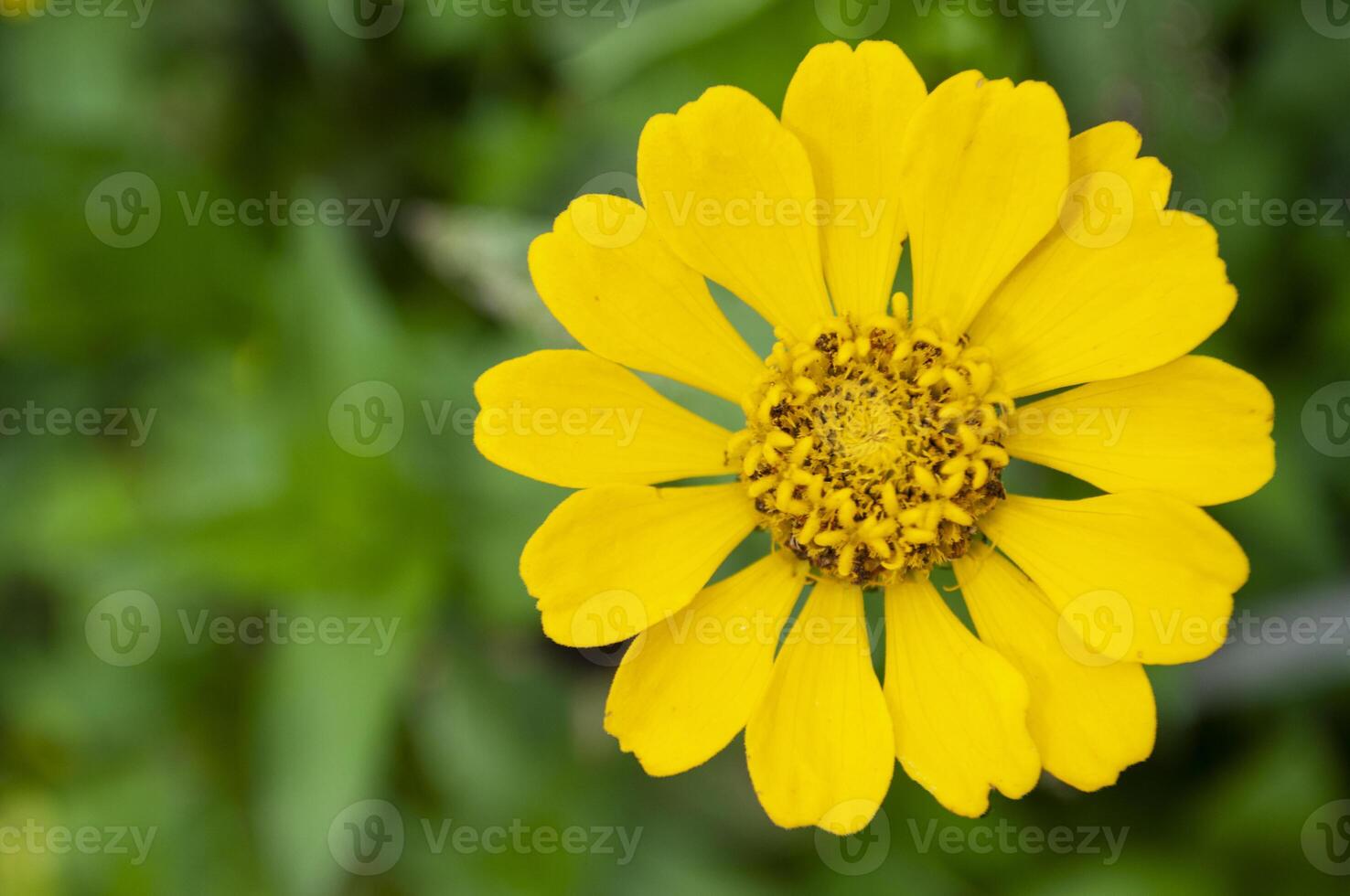 Top view of yellow lily flower with customizable space for text. Flora concept and copy space photo