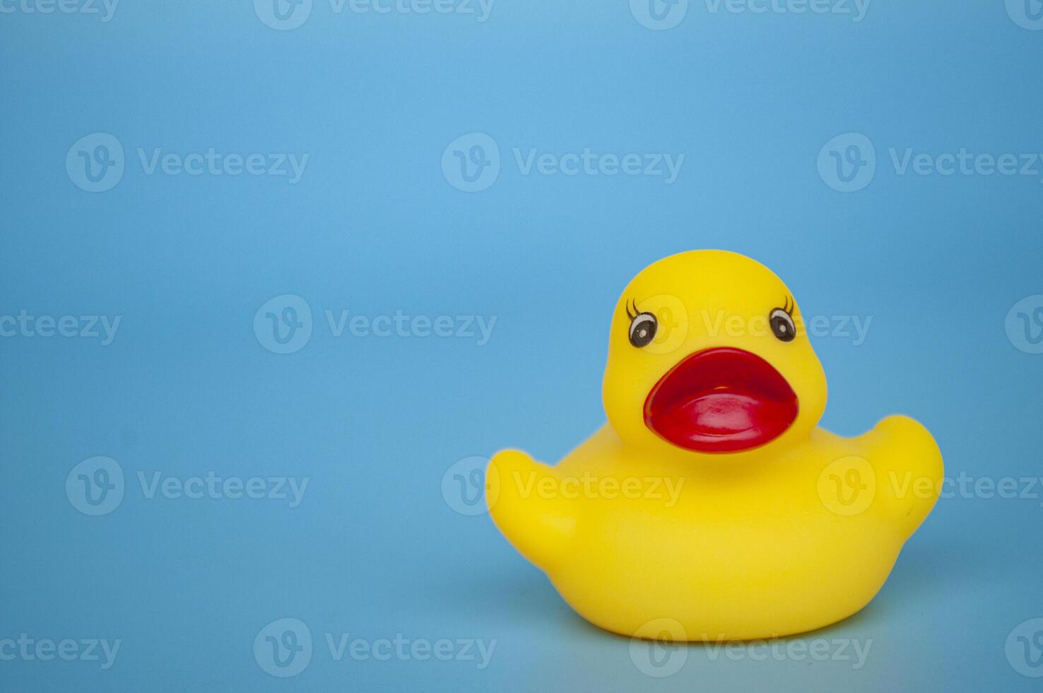 Close up view of single duck on blue background with customizable space for text photo
