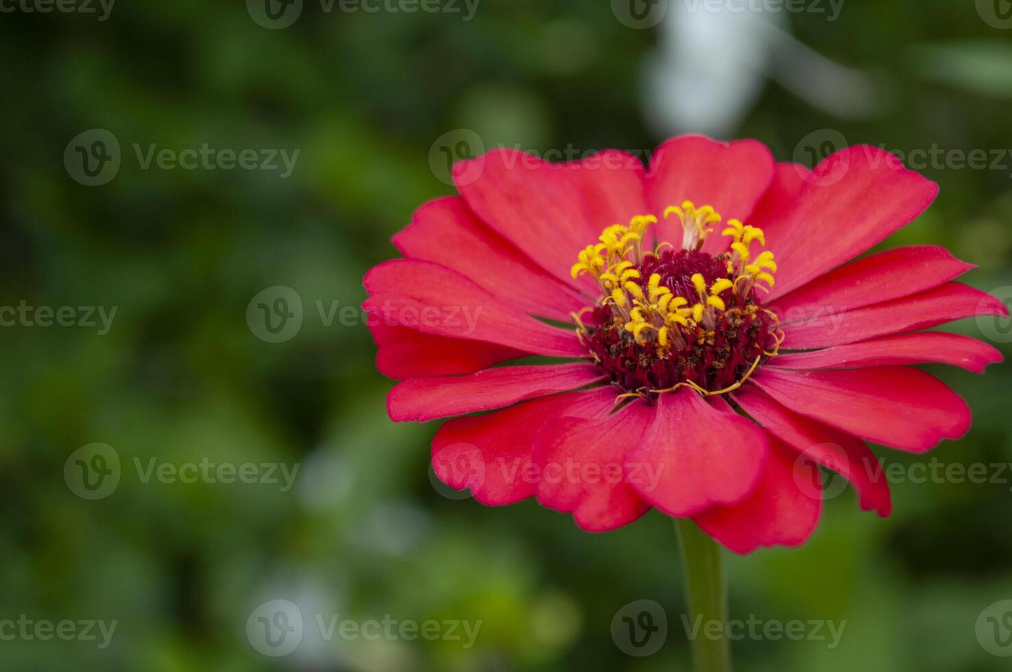 Close up view of red lily flower with customizable space for text. Flora concept and copy space photo