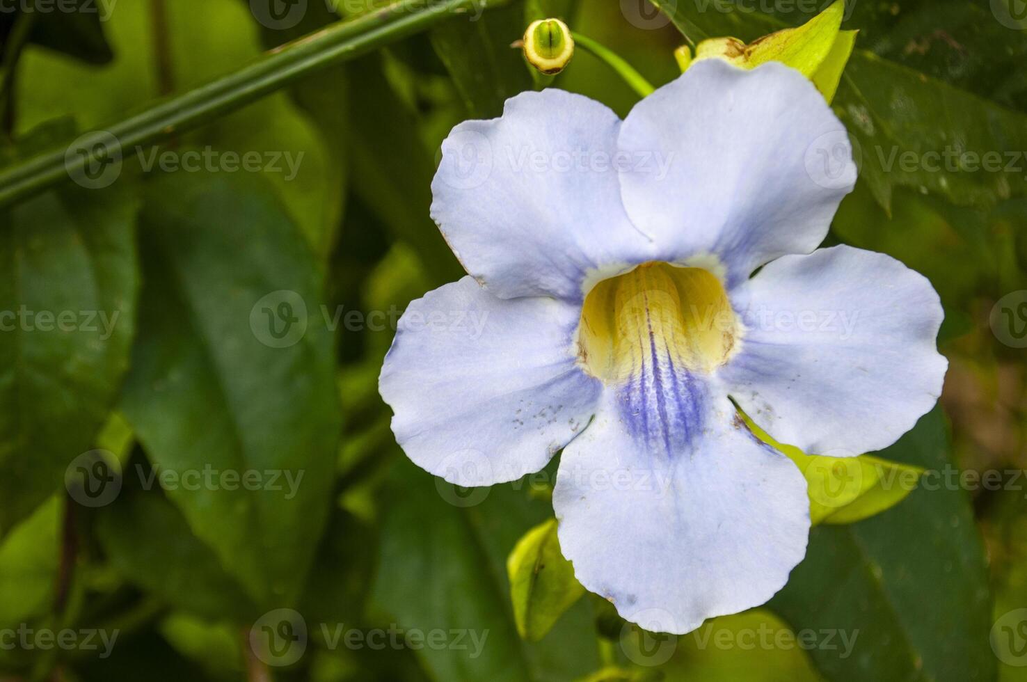 White flowers with customizable space for text or message. Flora concept. photo