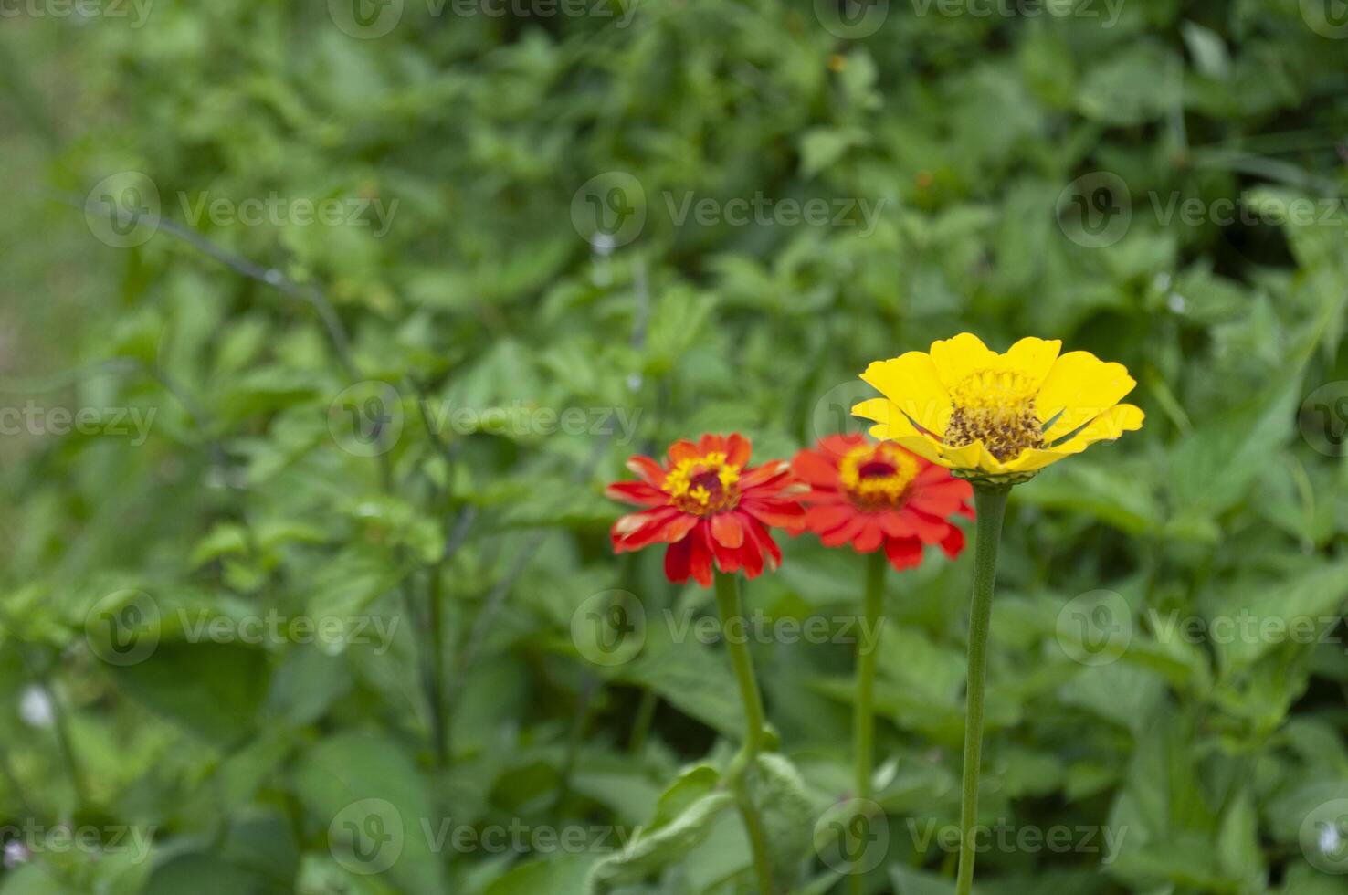 Close up view of yellow and red flowers with customizable space for text or message. Flora concept. photo
