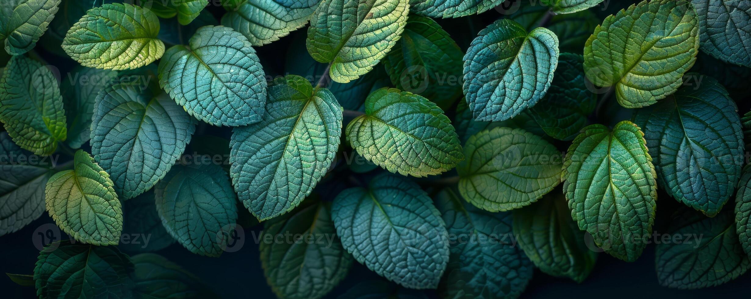 Closeup of Monstera leafs background suitable for wallpaper or to represent as backdrop or mockup. photo
