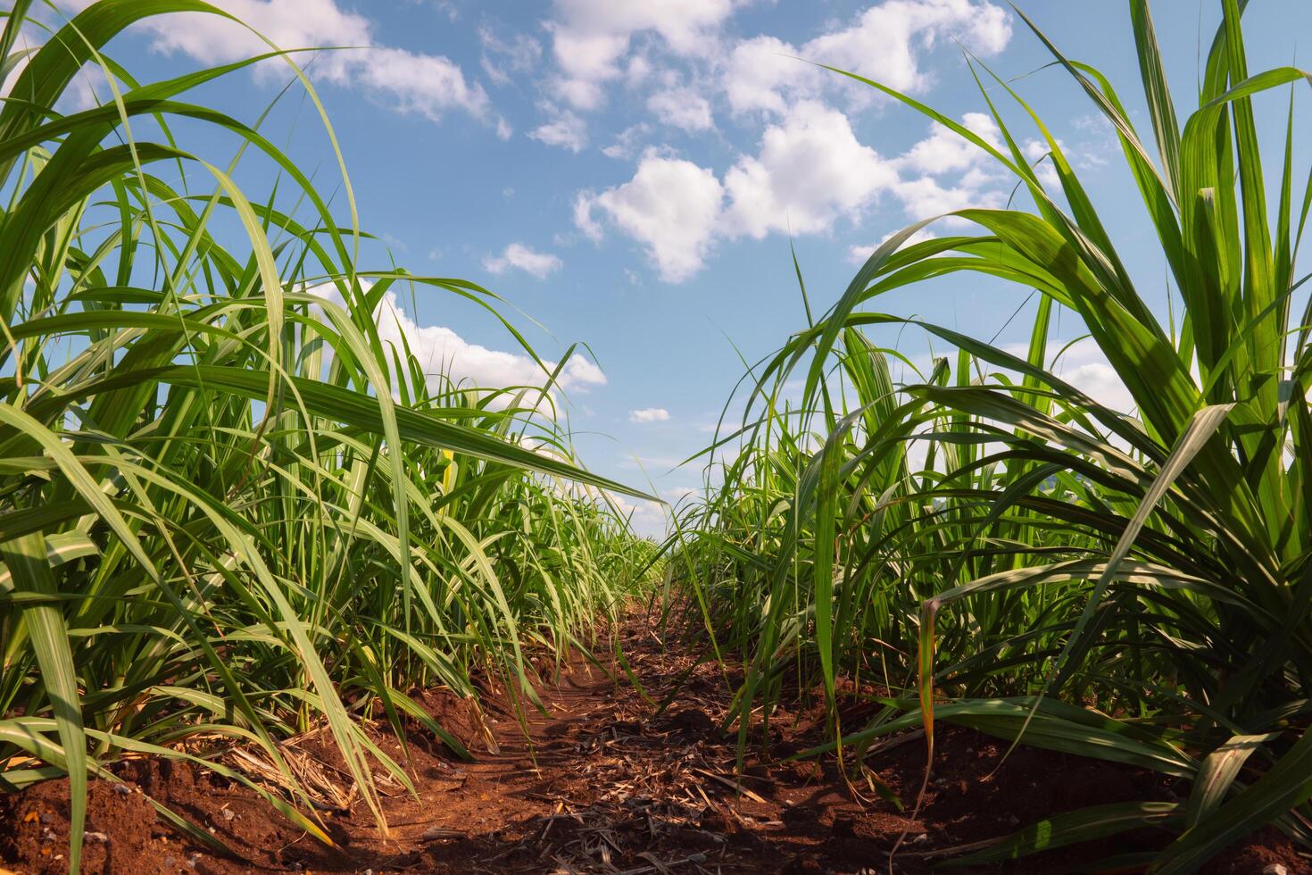 field of sugarcane with a clear blue sky in the background photo