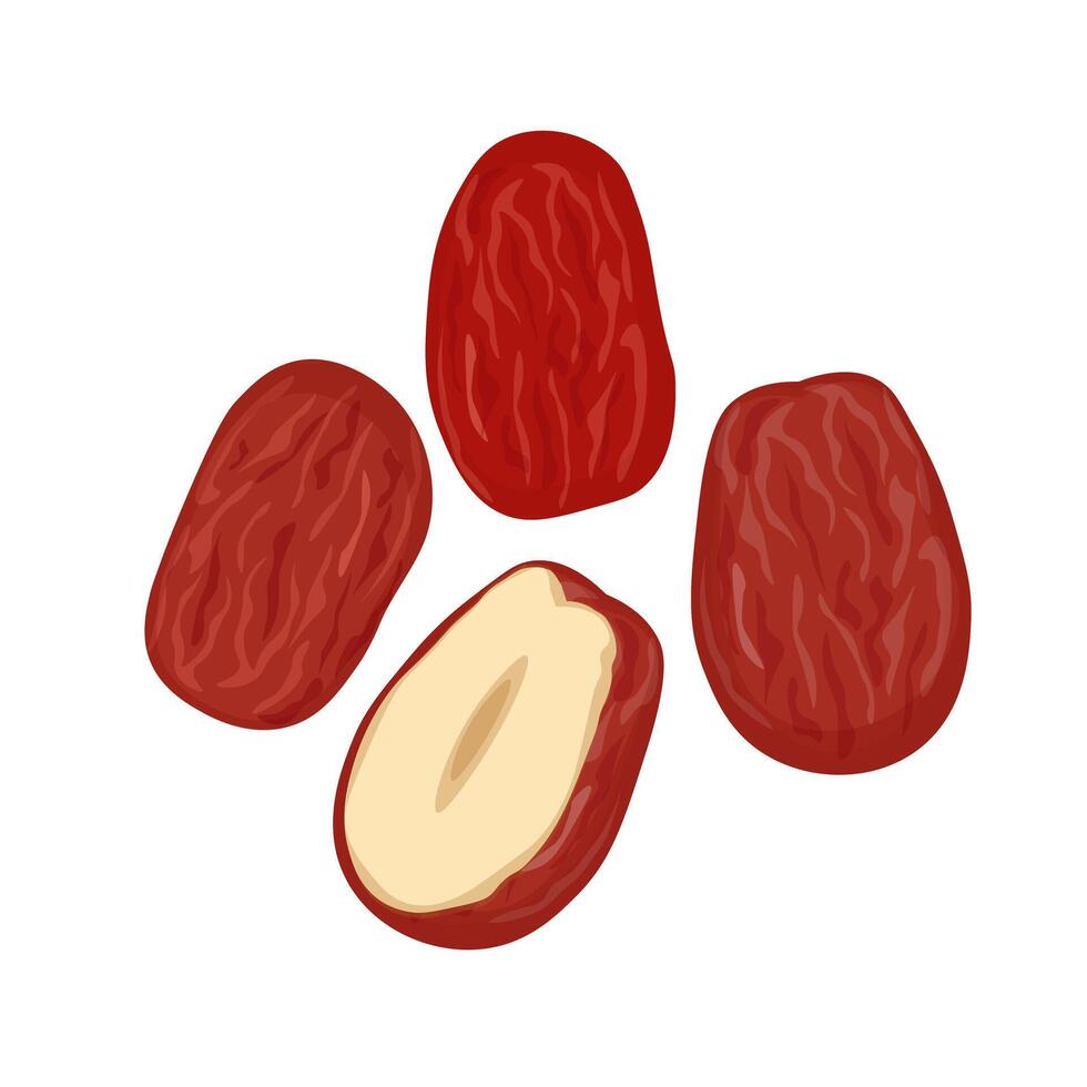 Illustration logo Clip art Chinese red dates or jujube isolated vector