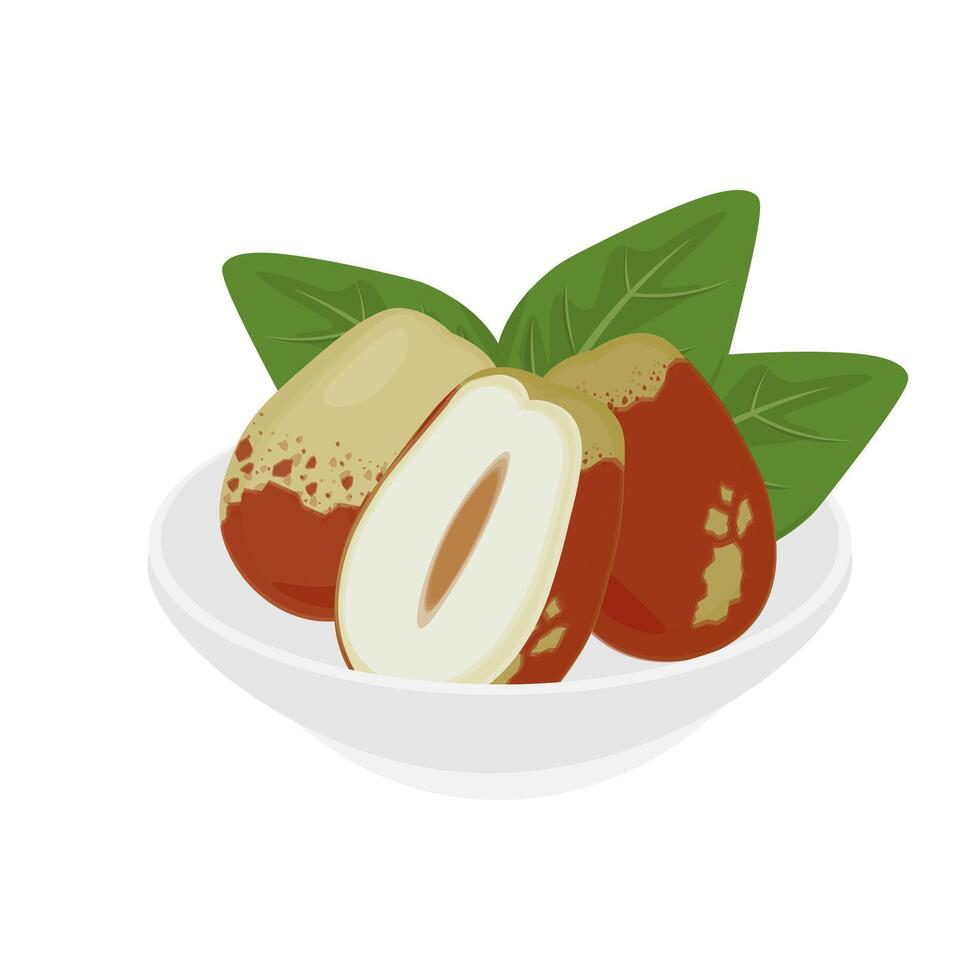 Illustration logo Clip art fresh jujube or chinese date vector