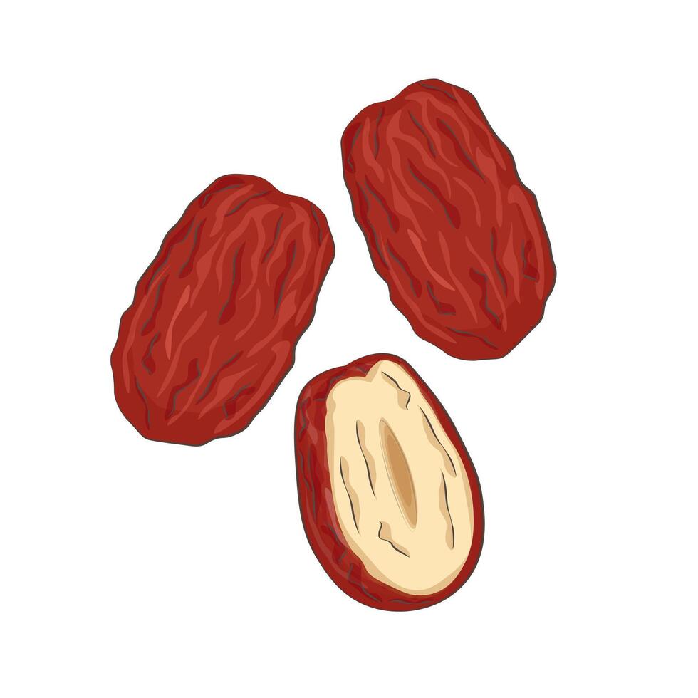 Illustration logo Clip art dried red dates or jujube vector