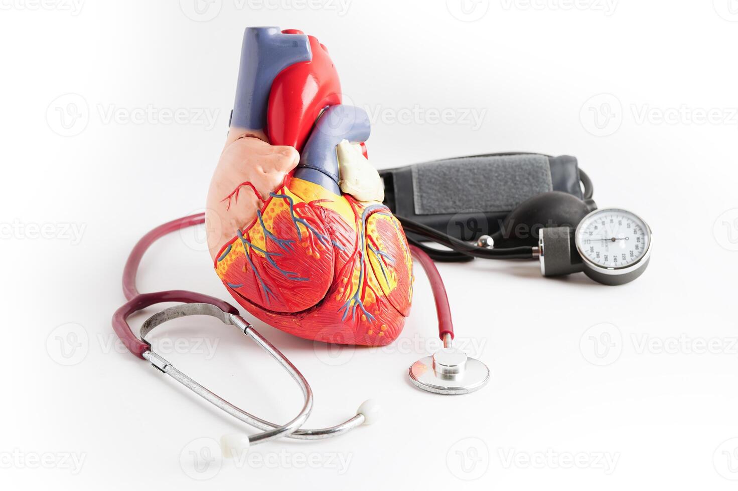 Heart human model isolated on white background with clipping path, Cardiovascular disease CDV. photo