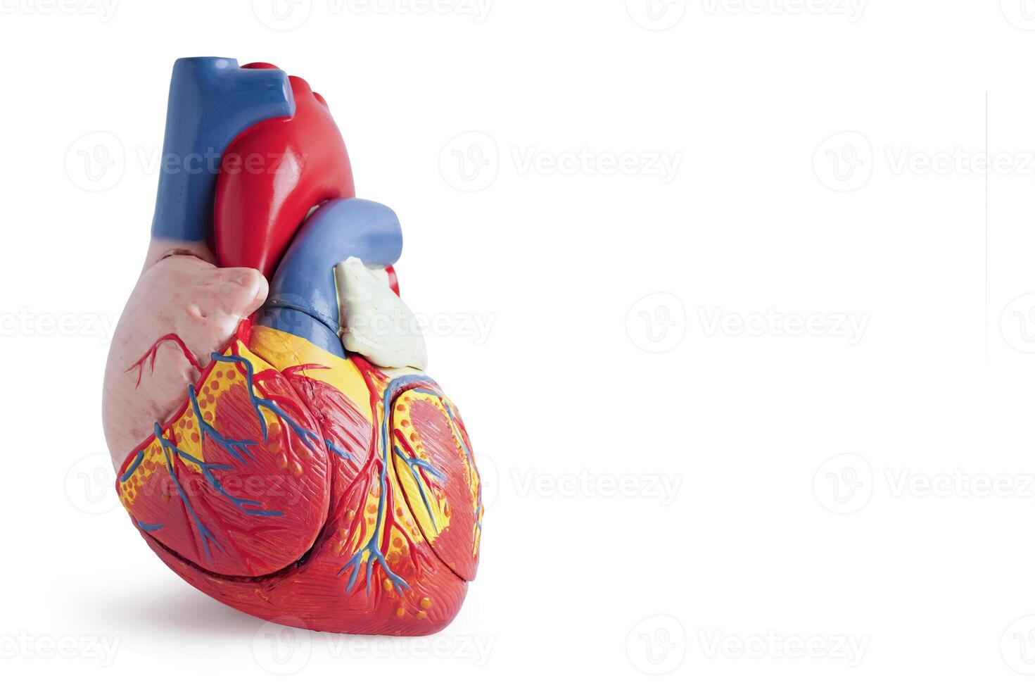 Heart human model isolated on white background with clipping path copy space, Cardiovascular disease CDV. photo