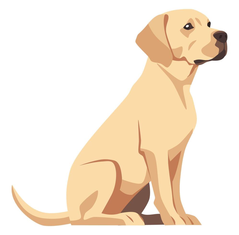 Flat illustration on white background. Labrador retriever dog sitting vector