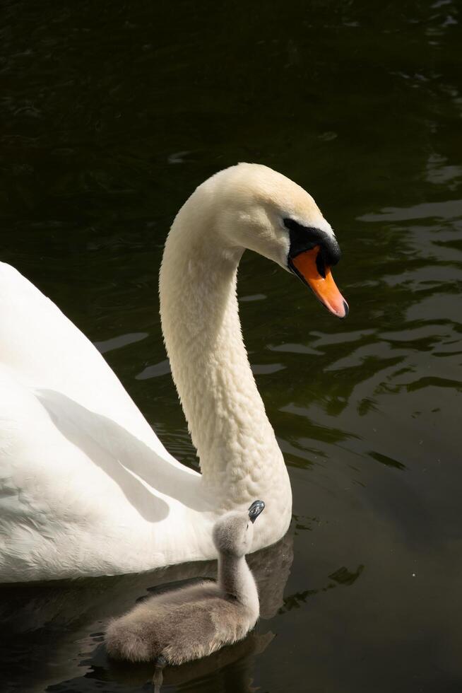 Swan Family at the Lake photo
