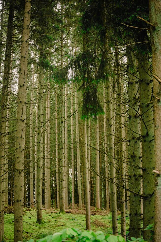 Pine Tree Forrest photo