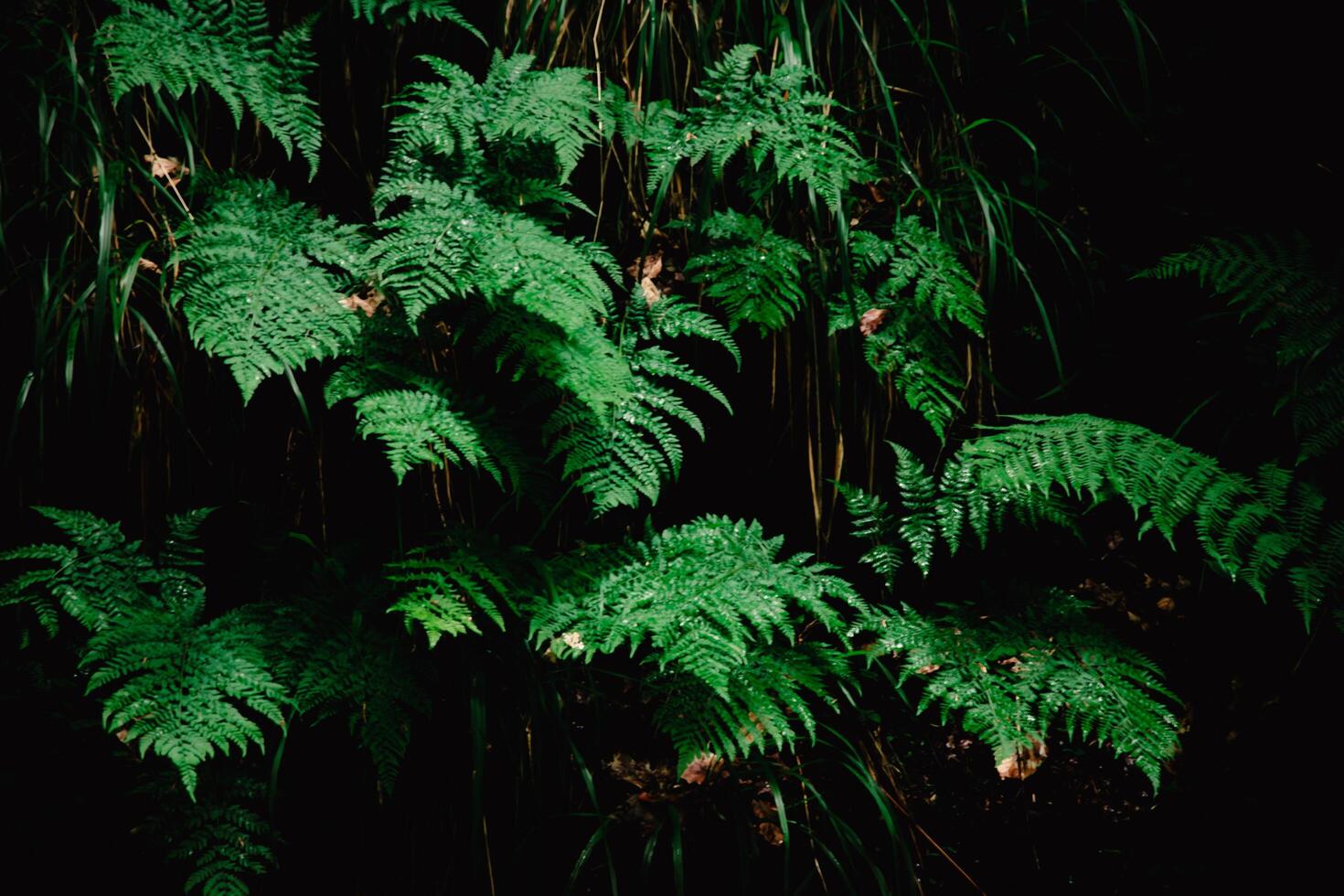 Ferns in the woods photo