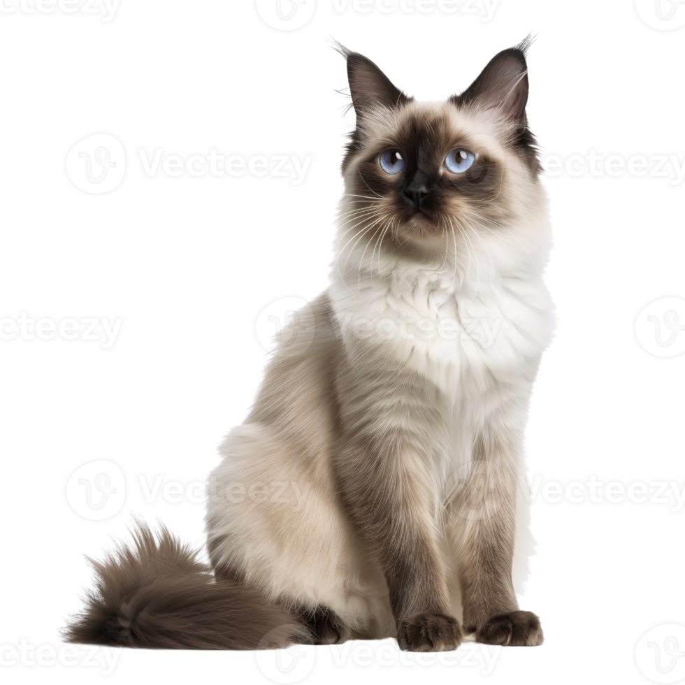 a cat with blue eyes sitting png