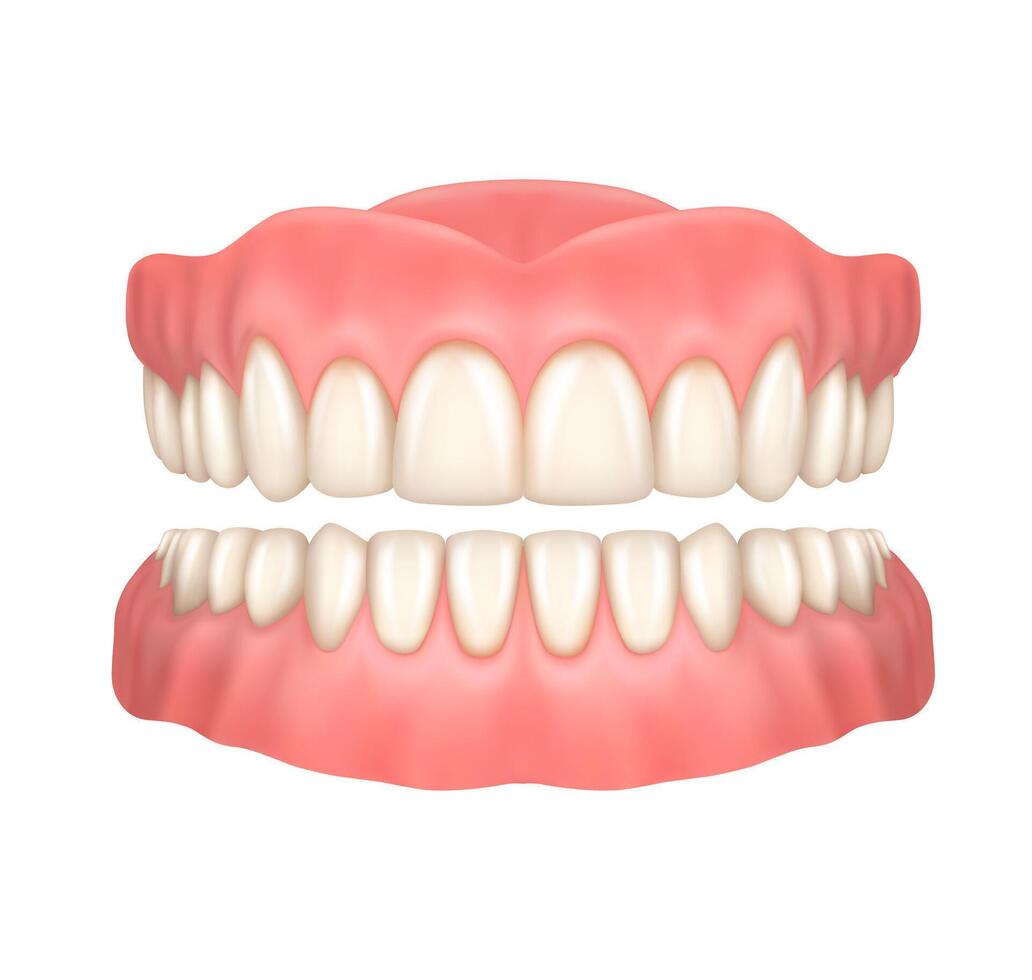Realistic dentures or false teeth, dentistry vector
