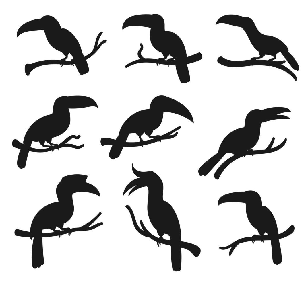 Toucan, hornbill exotic tropical birds silhouette vector