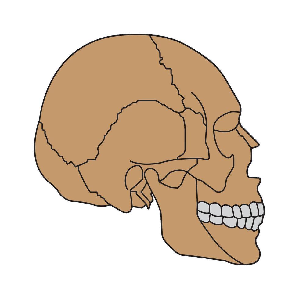 Human skull icon vector