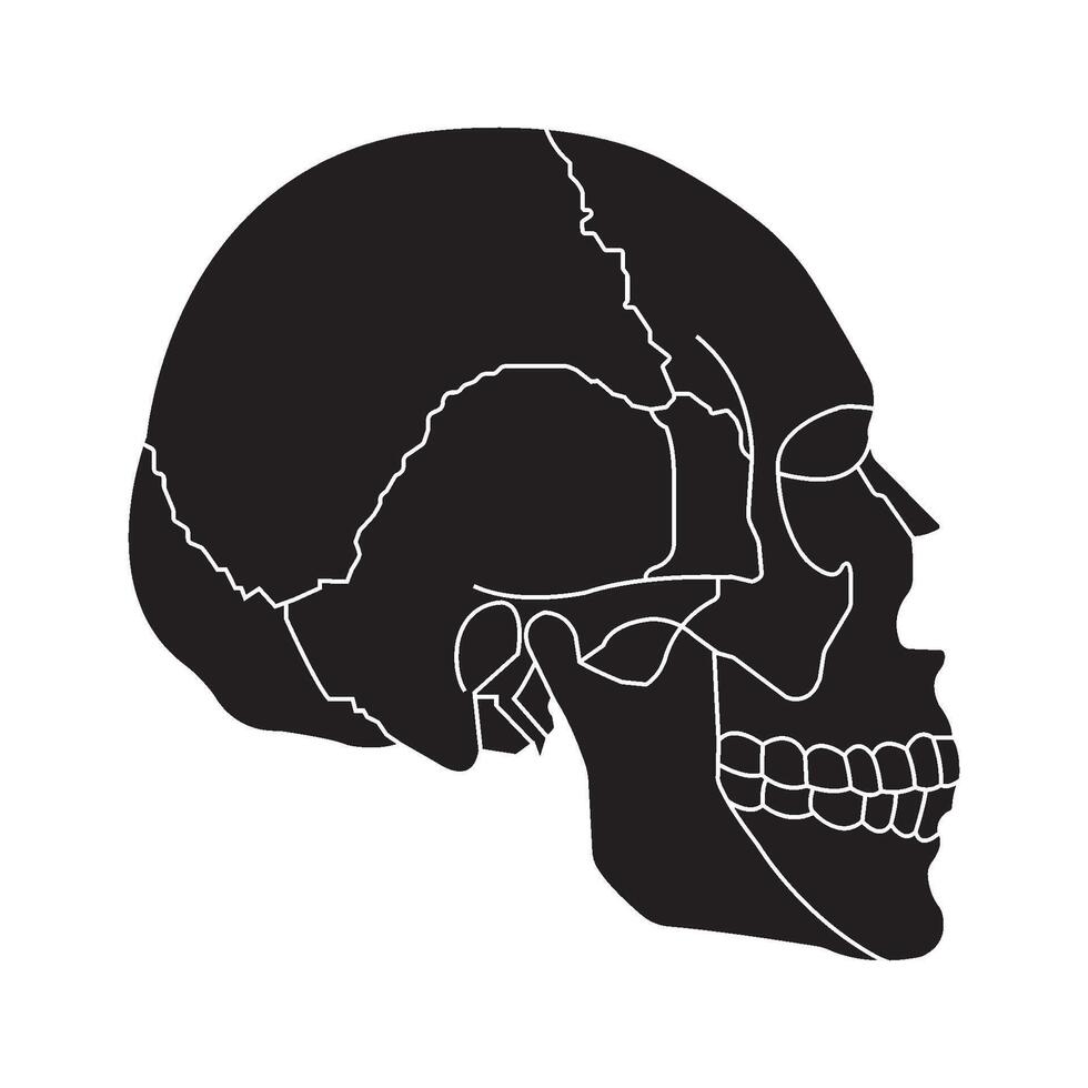 Human skull icon vector