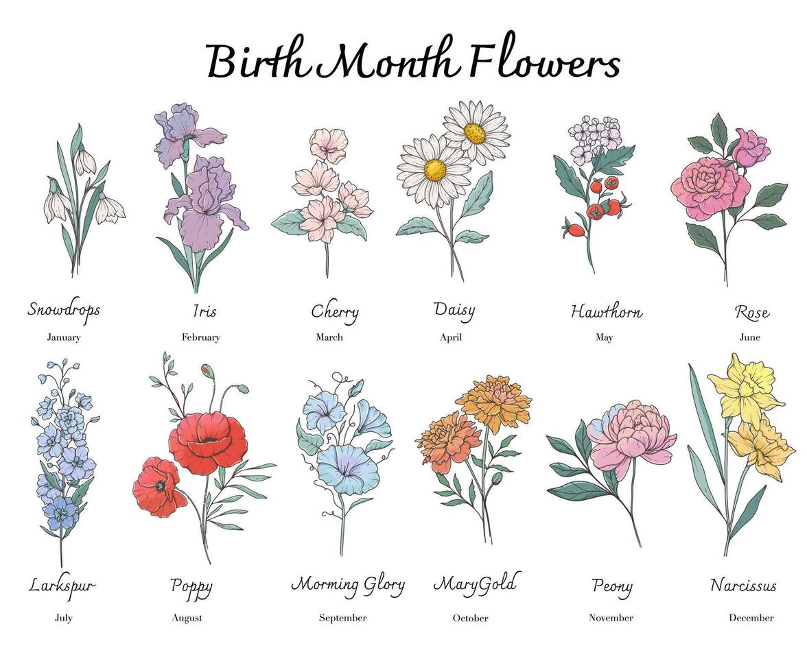 Birth Month Flowers set line art. Outline birth month flowers isolated on white. Hand painted line art botanical illustration. Snowdrops, Iris, Cherry Blossom, Daisy, Hawthorn, Rose, Larkspur vector