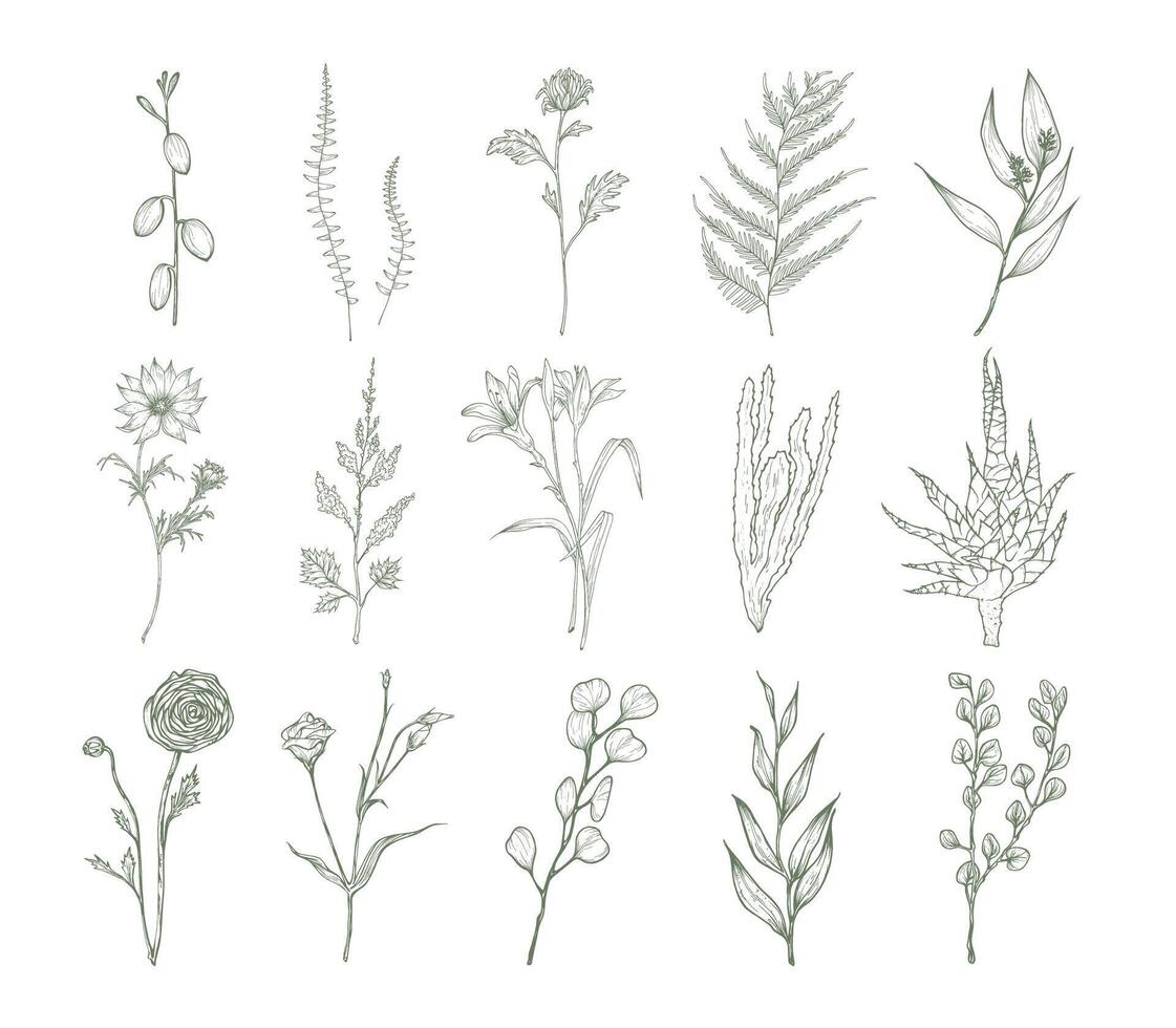 Set of detailed botanical drawings of flowers, ferns and succulent plants isolated on white background. Bundle of floral decorations hand drawn with contour lines. Elegant natural illustration. vector