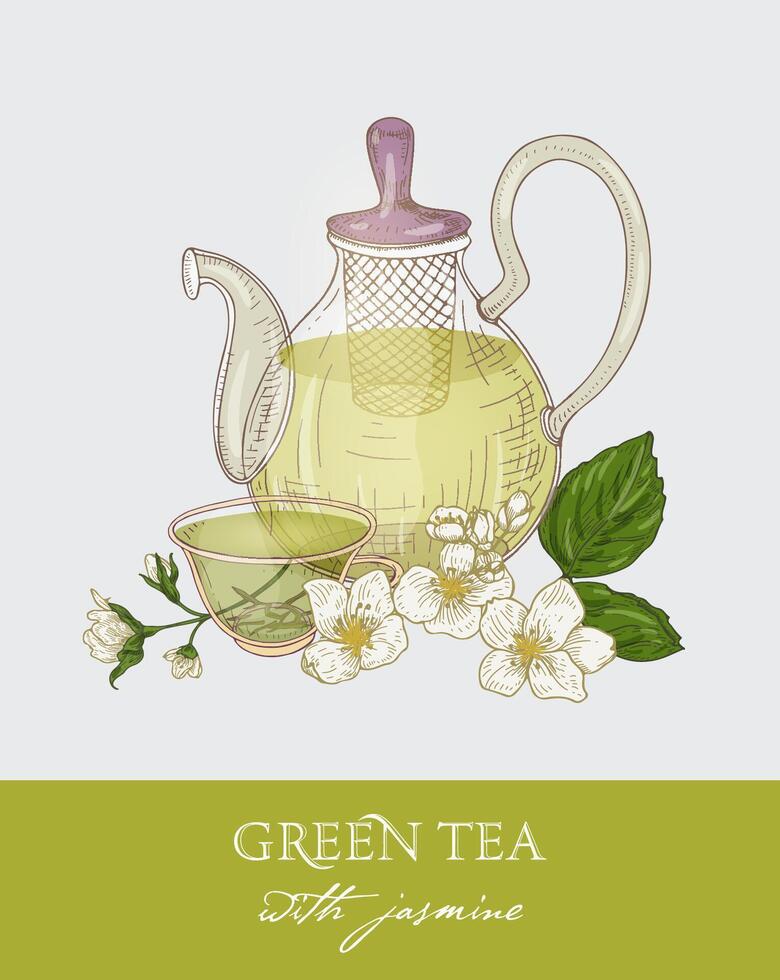 Colorful drawing of glass teapot with strainer, cup of green tea, jasmine leaves and flowers on gray background. Organic traditional beverage. illustration hand drawn in antique style. vector