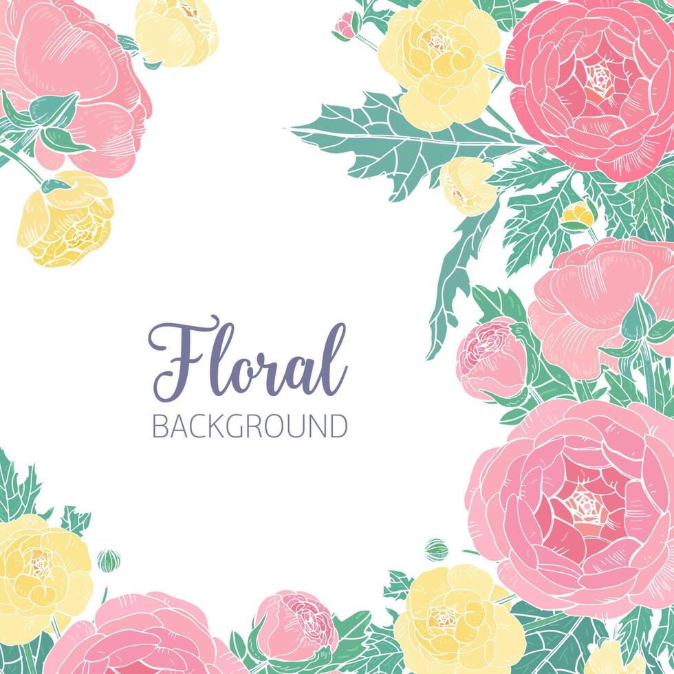 Elegant square background with pink and yellow blooming ranunculus and place for text in center. Beautiful garden flowers, buds and leaves, floral decoration. Gorgeous botanical illustration. vector