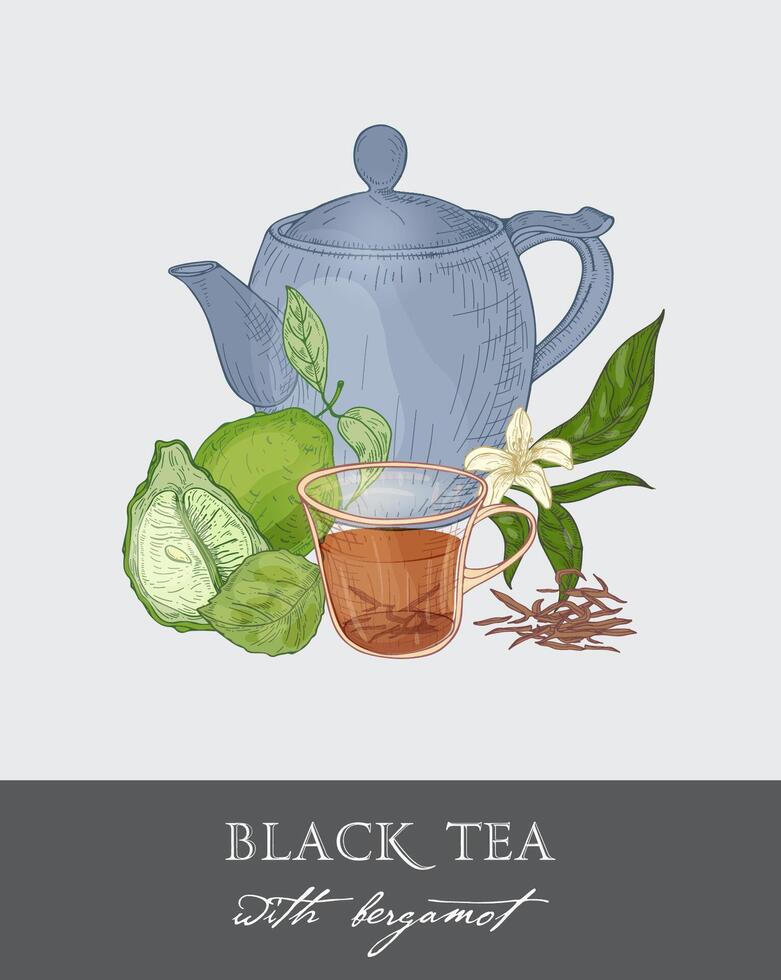 Colorful drawing of blue teapot, cup, tea leaves, flowers, whole and half cut green bergamot fruit on gray background. Tasty traditional beverage. illustration hand drawn in antique style. vector