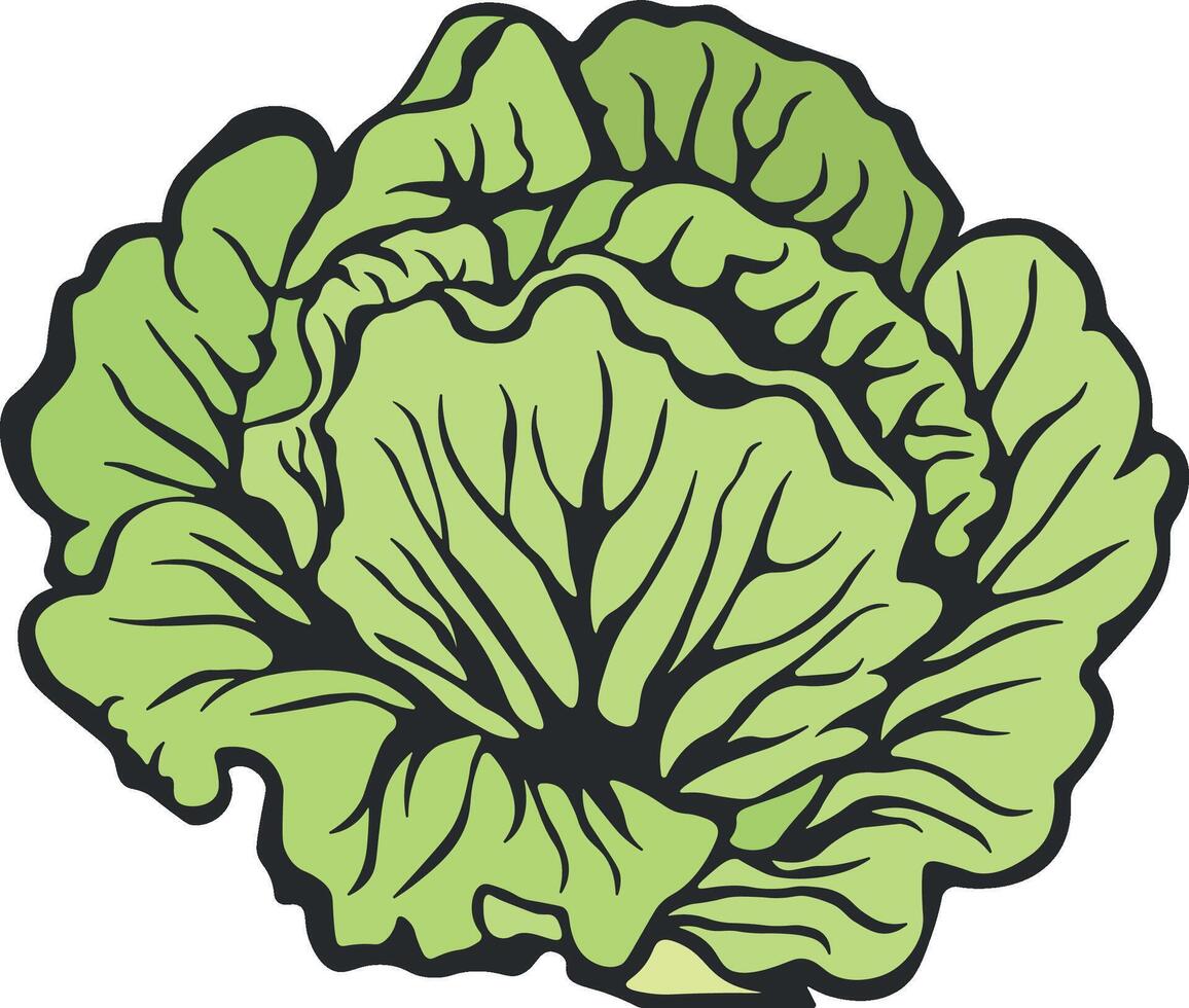 cabbage or lettuce without background vector