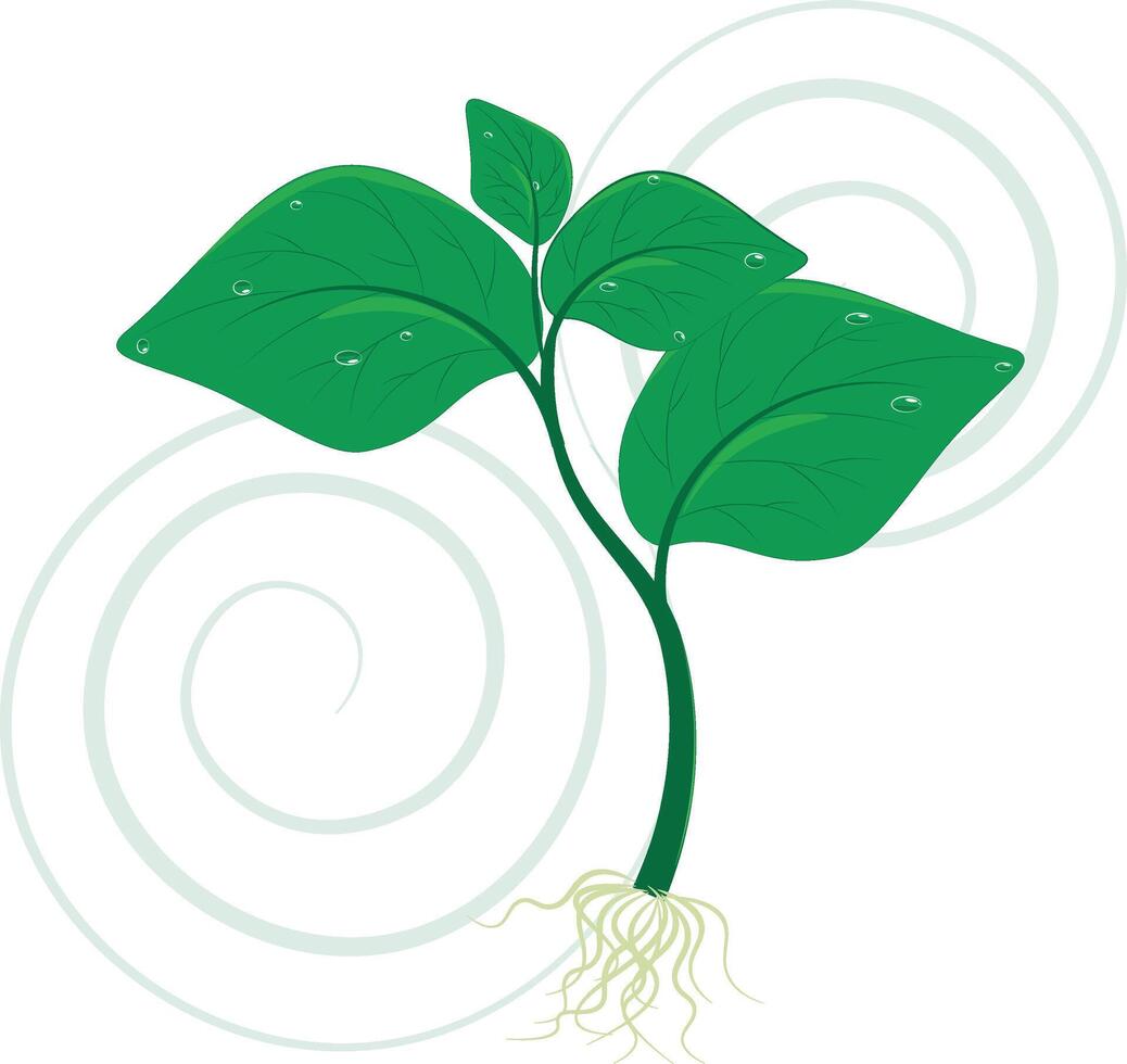 young sprout. A young sprout, a symbol of the new beginning of life. Green sprout brings to the nature beautiful trees, flowers, oxygen. vector