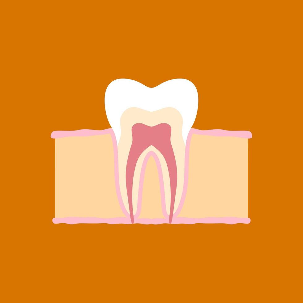 tooth medical anatomy flat design illustration. Internal structure tooth. Canine teeth infographic. illustration cartoon style for vet clinic, healthcare, education vector