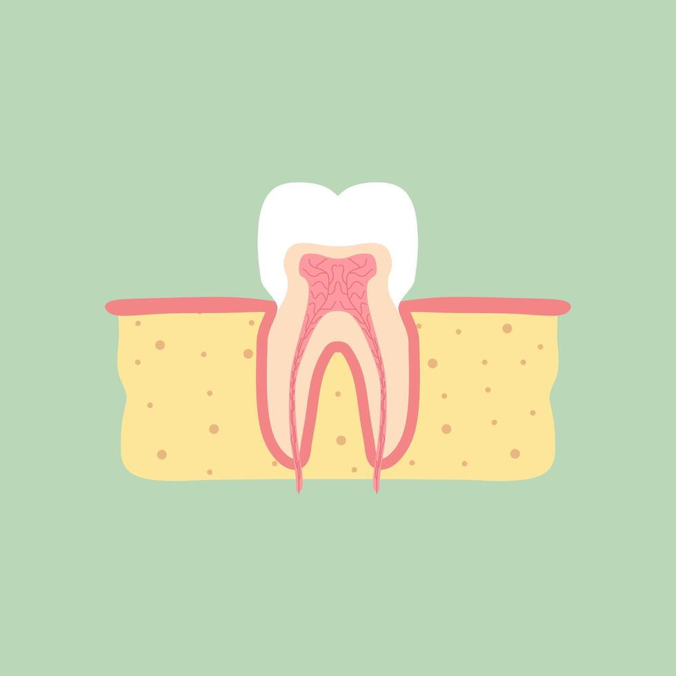 tooth medical anatomy flat design illustration. Internal structure tooth. Canine teeth infographic. illustration cartoon style for vet clinic, healthcare, education vector