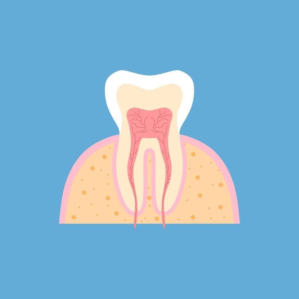 tooth medical anatomy flat design illustration. Internal structure tooth. Canine teeth infographic. illustration cartoon style for vet clinic, healthcare, education vector